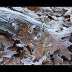 Eisblumen auf Holz