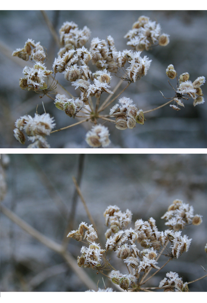 Eisblumen