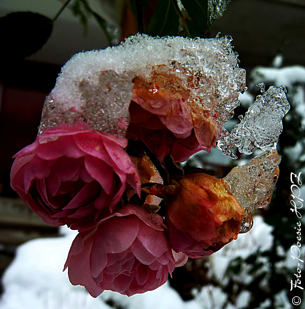 Eisblumen Foto &amp; Bild | pflanzen, pilze &amp; flechten, blüten ...