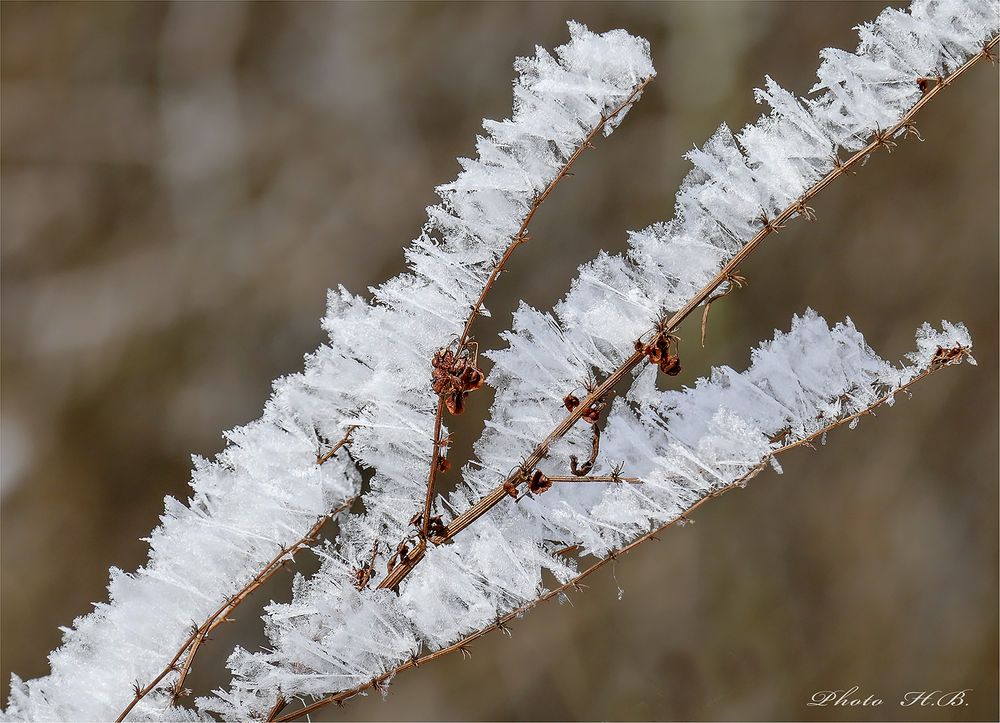 Eisblumen