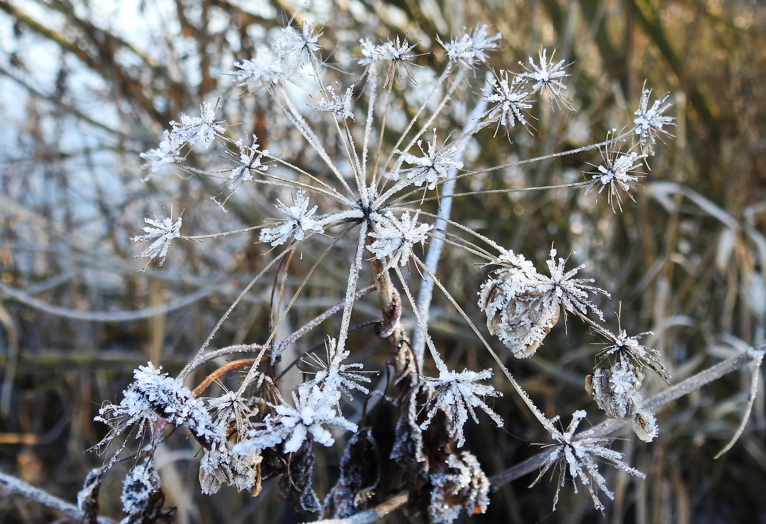 Eisblumen