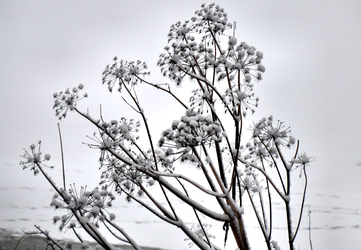 Eisblumen