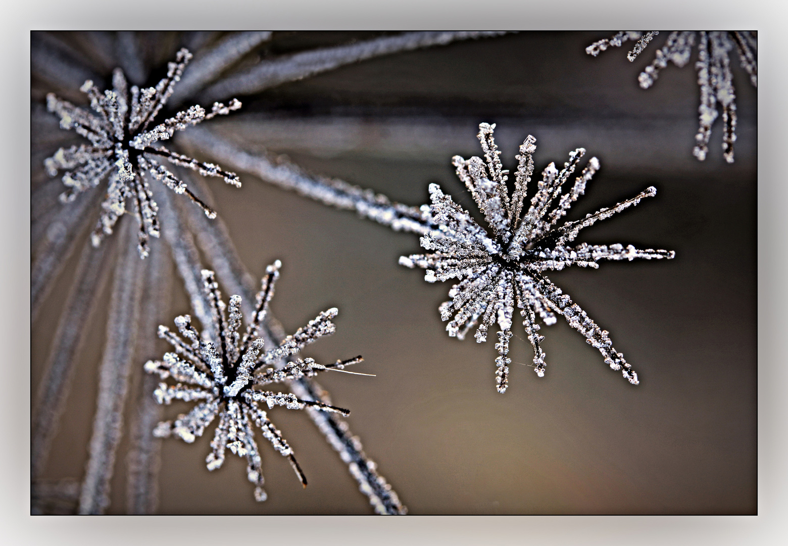 Eisblumen