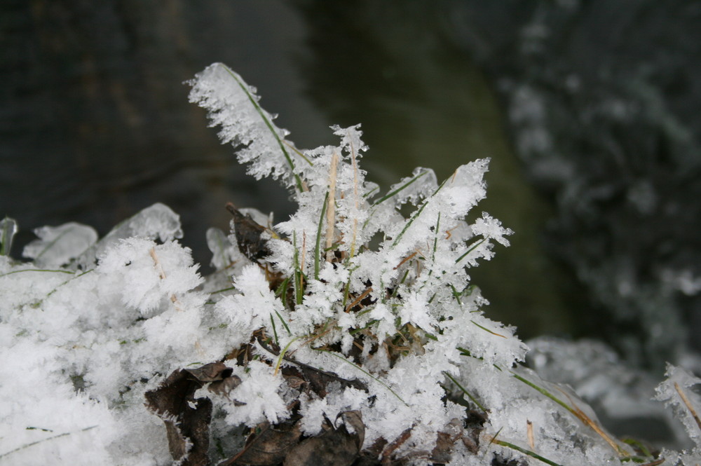 Eisblumen