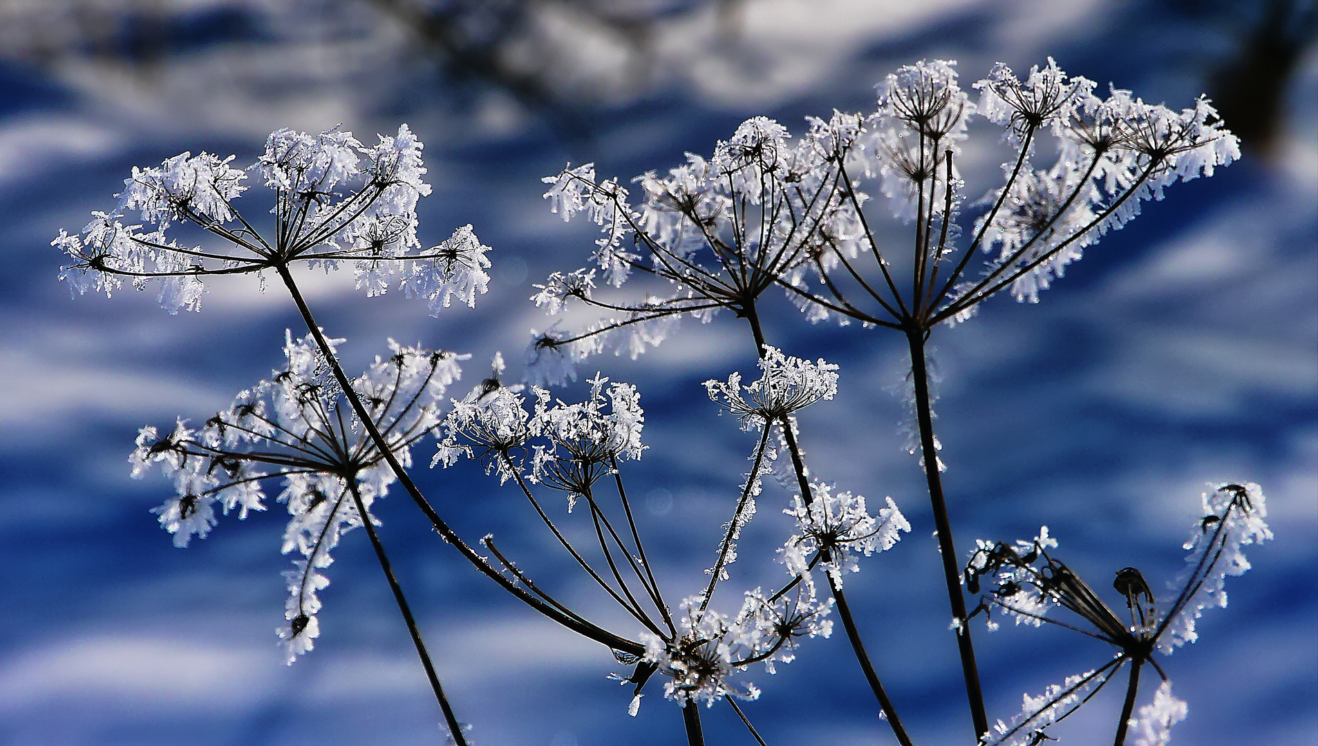 Eisblumen