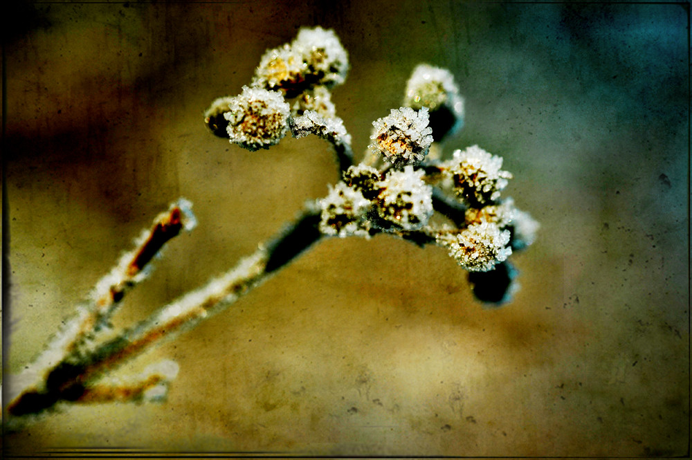 Eisblumen blühen überall