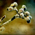 Eisblumen blühen überall