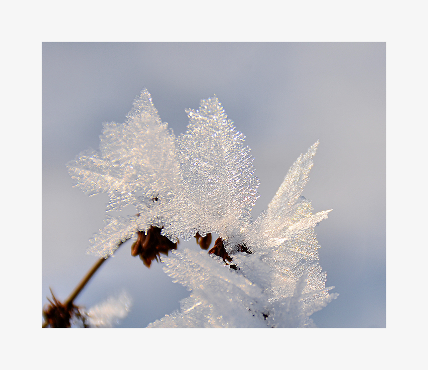 Eisblumen..