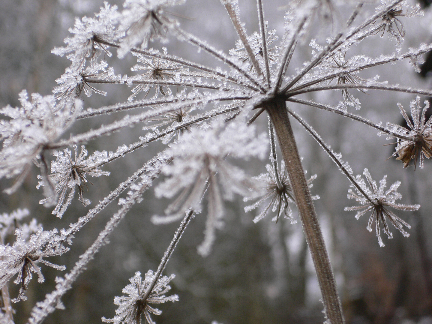 Eisblumen