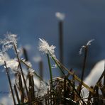 Eisblumen