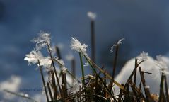 Eisblumen