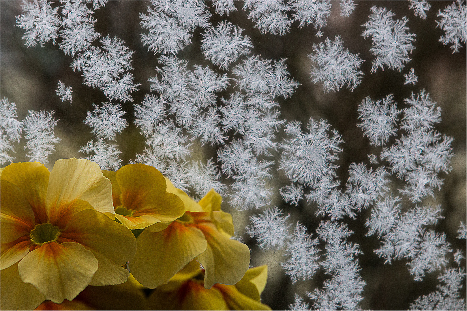 Eisblumen Foto &amp; Bild | winter, frühling, natur Bilder auf fotocommunity