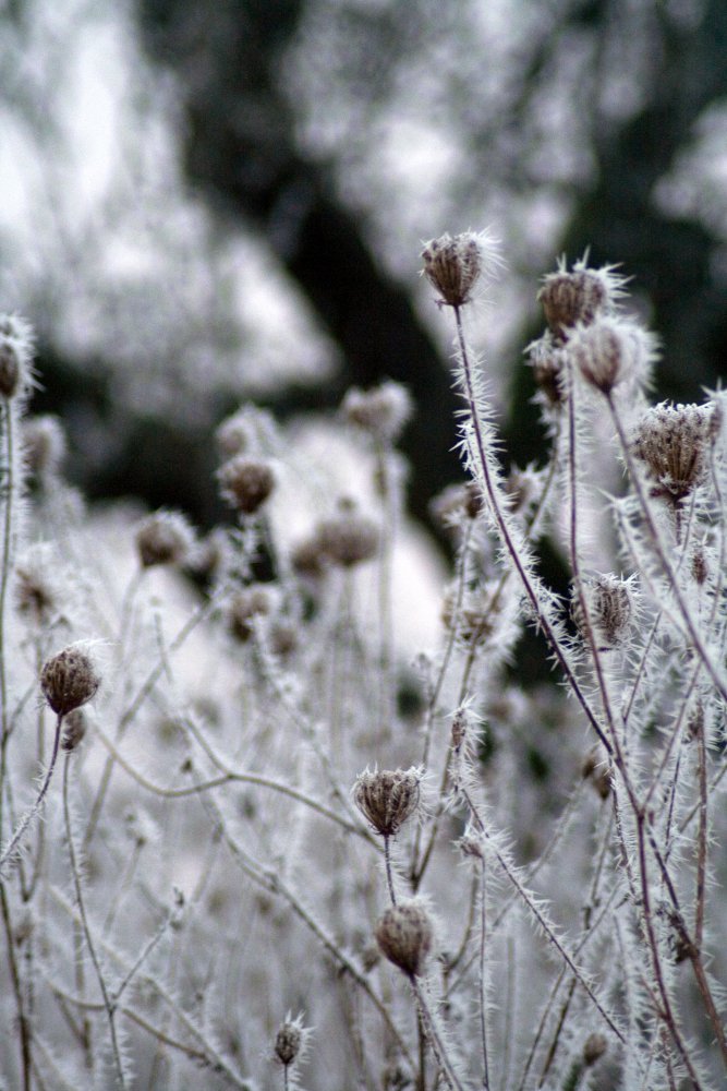 Eisblumen