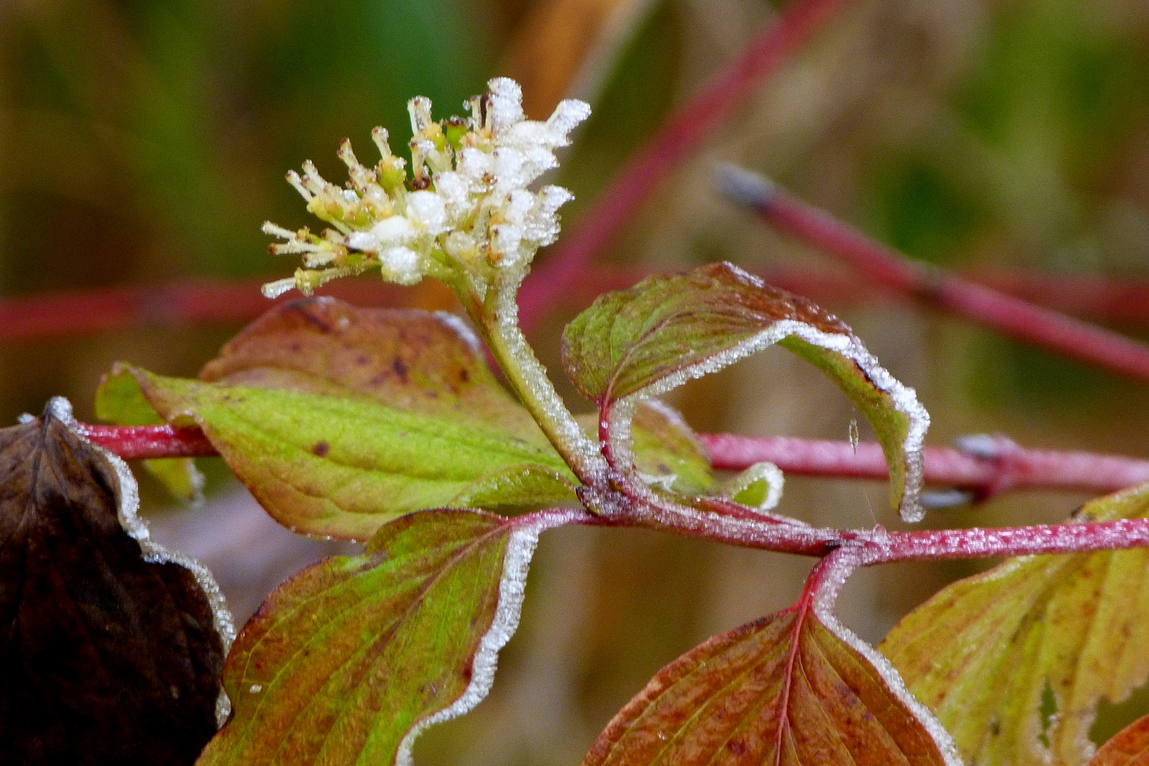 Eisblumen