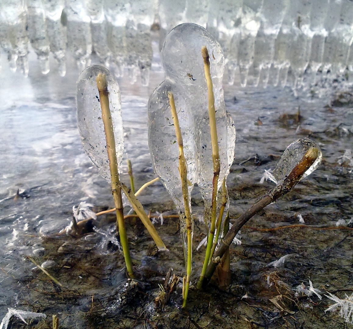 EISBLUMEN