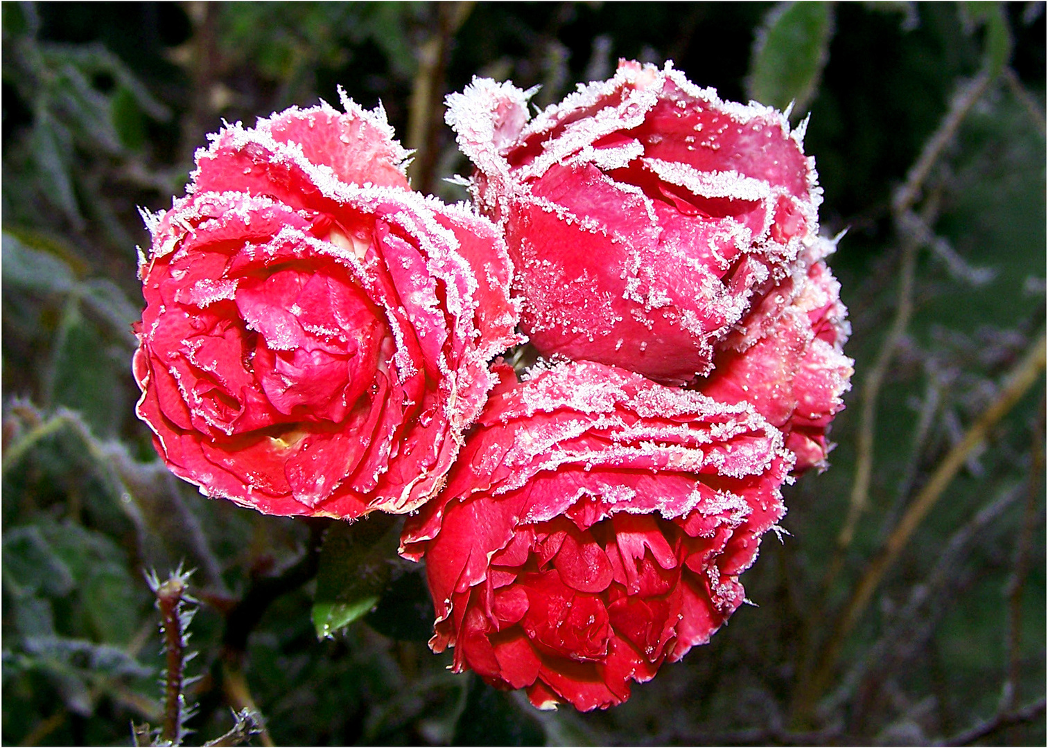 Eisblumen Foto &amp; Bild | spezial, winter, natur Bilder auf fotocommunity