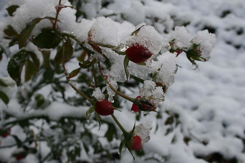 Eisblumen.........