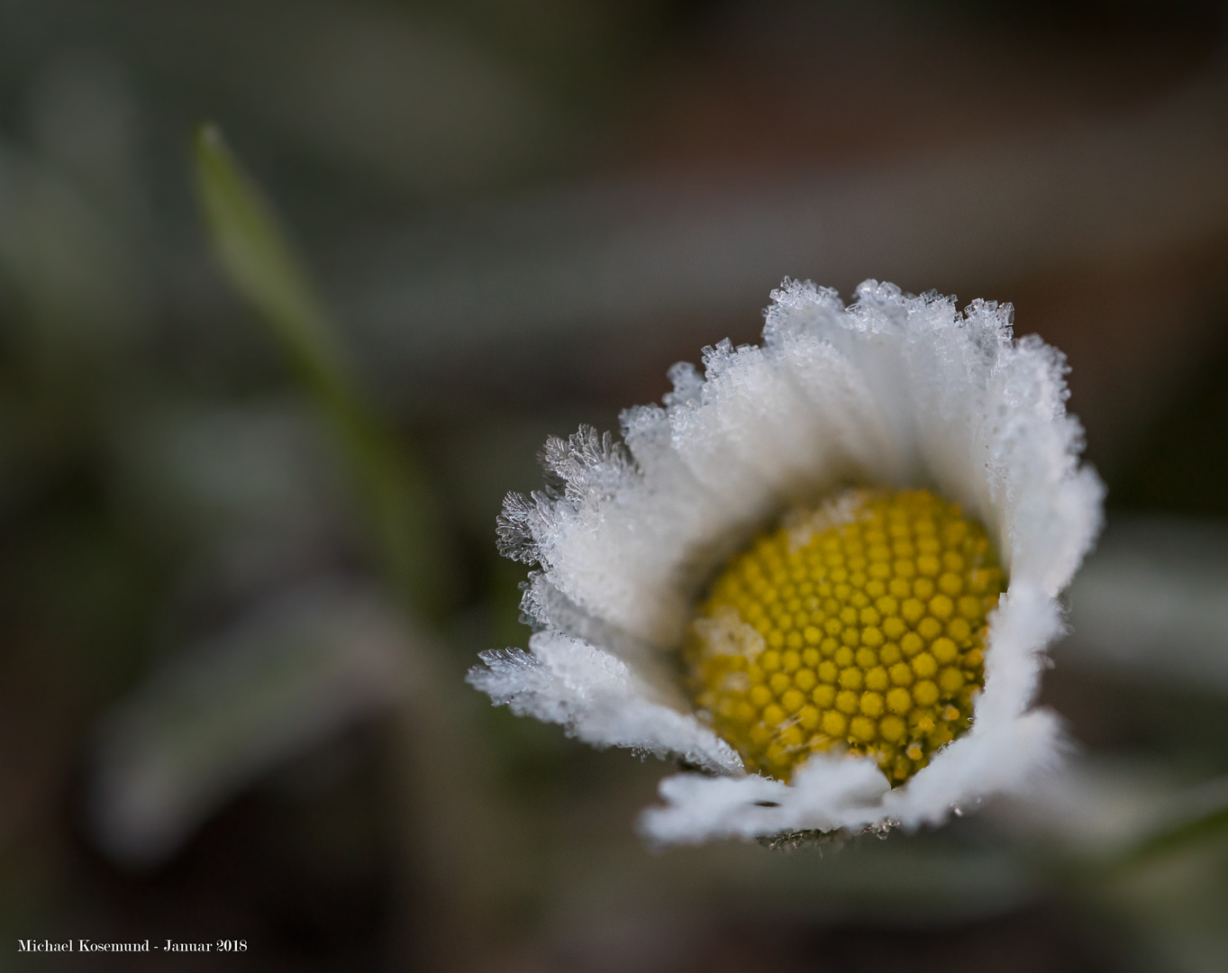 Eisblumen