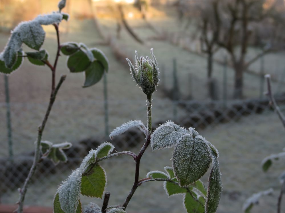 Eisblumen