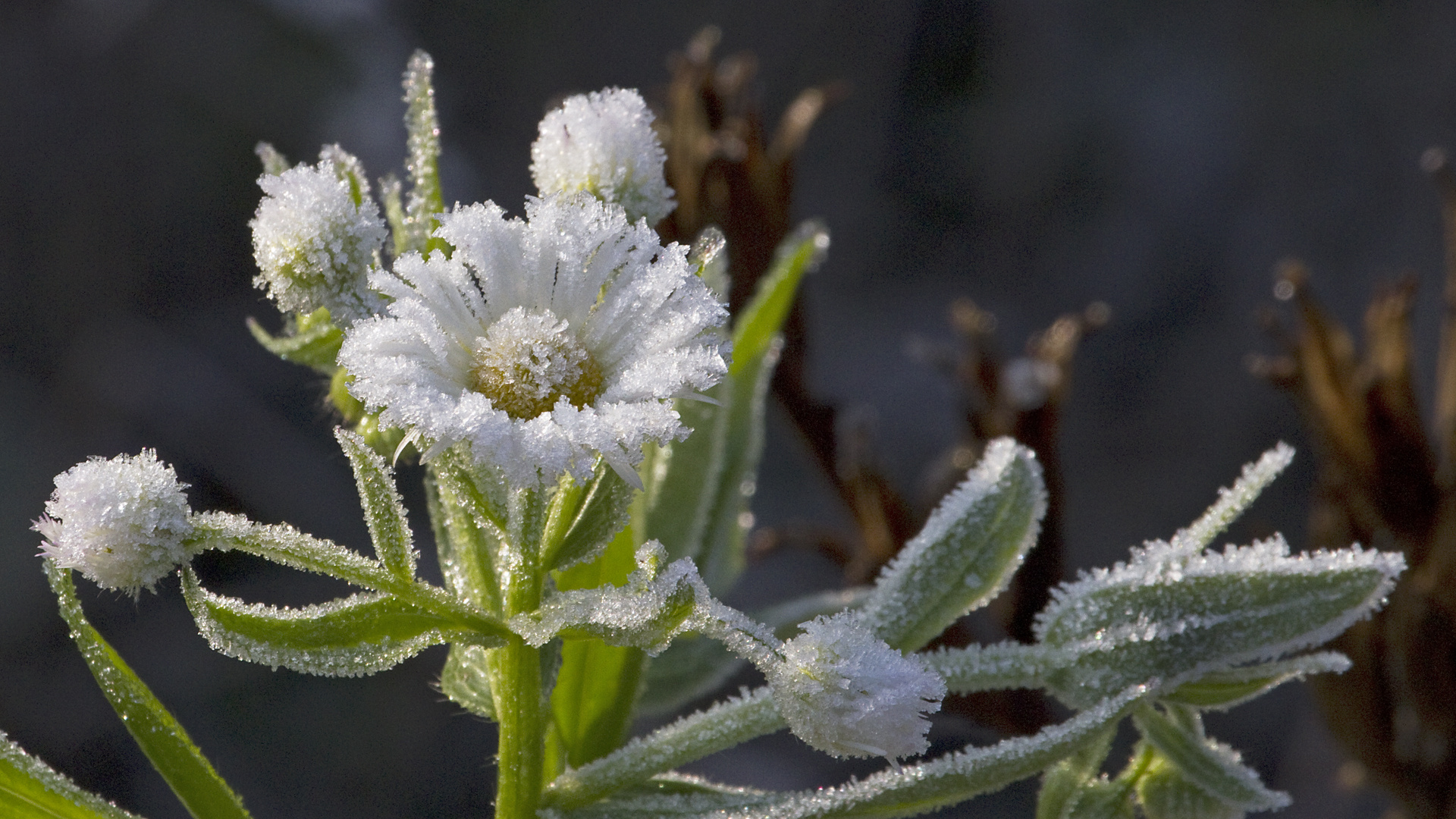 Eisblumen