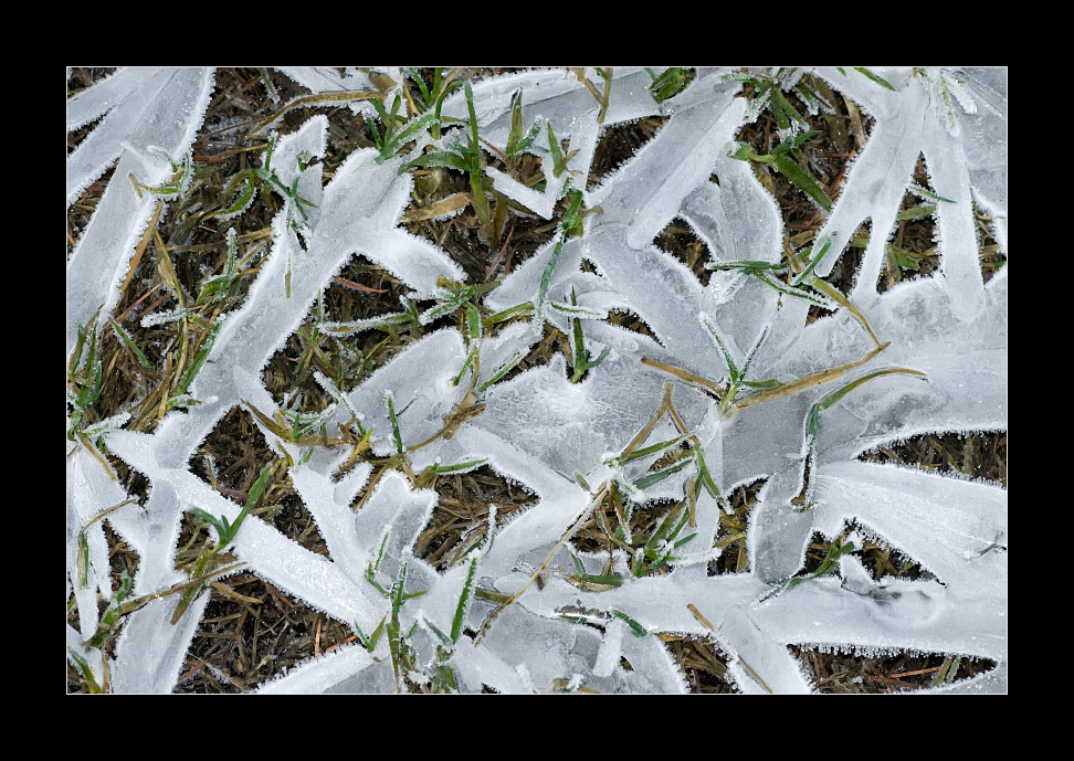 Eisblumen