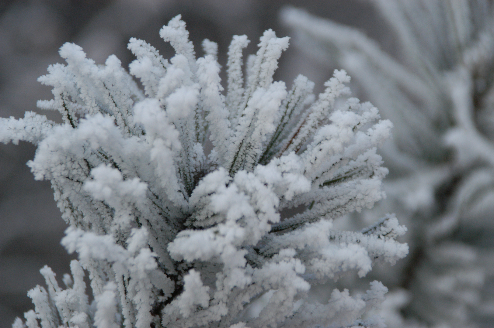 Eisblumen Foto &amp; Bild | fotos, spezial, dokumentation Bilder auf ...