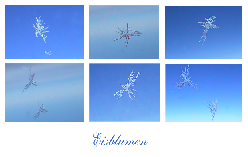 Eisblumen