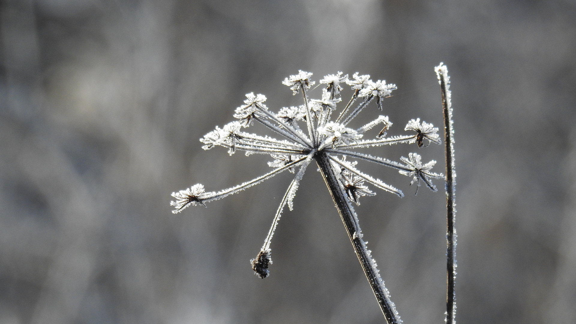 Eisblumen