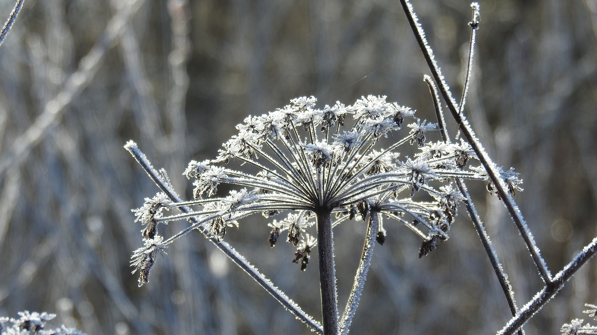 Eisblumen