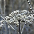 Eisblumen