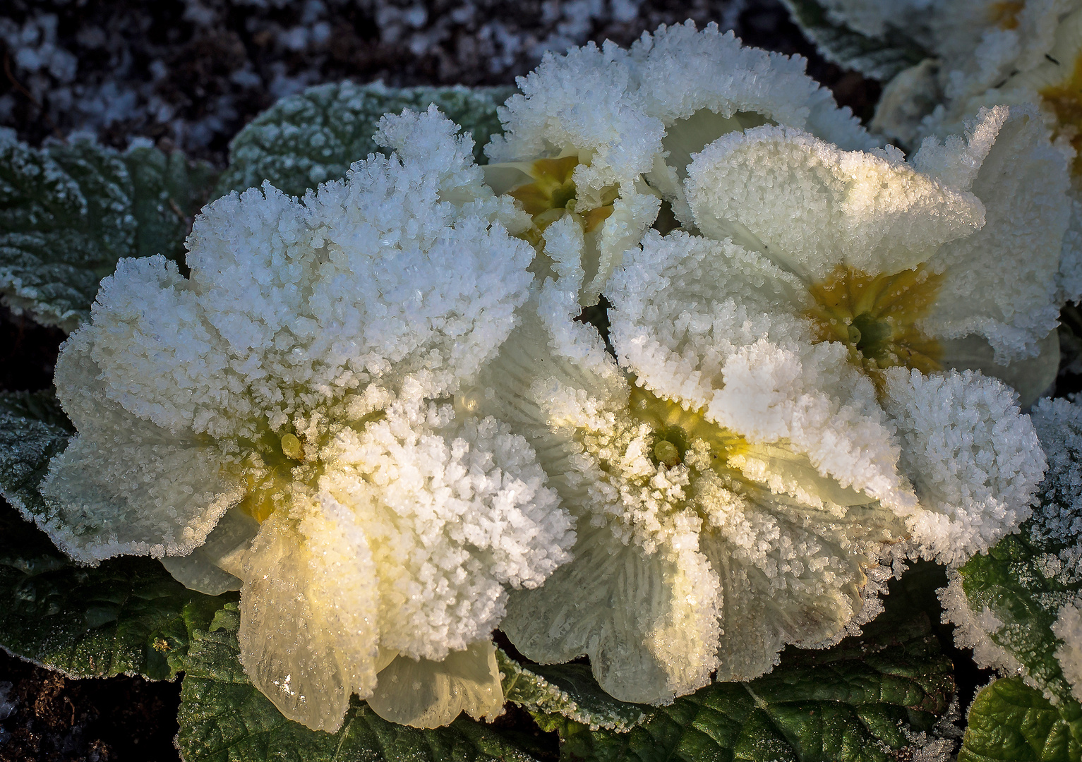 "Eisblumen"