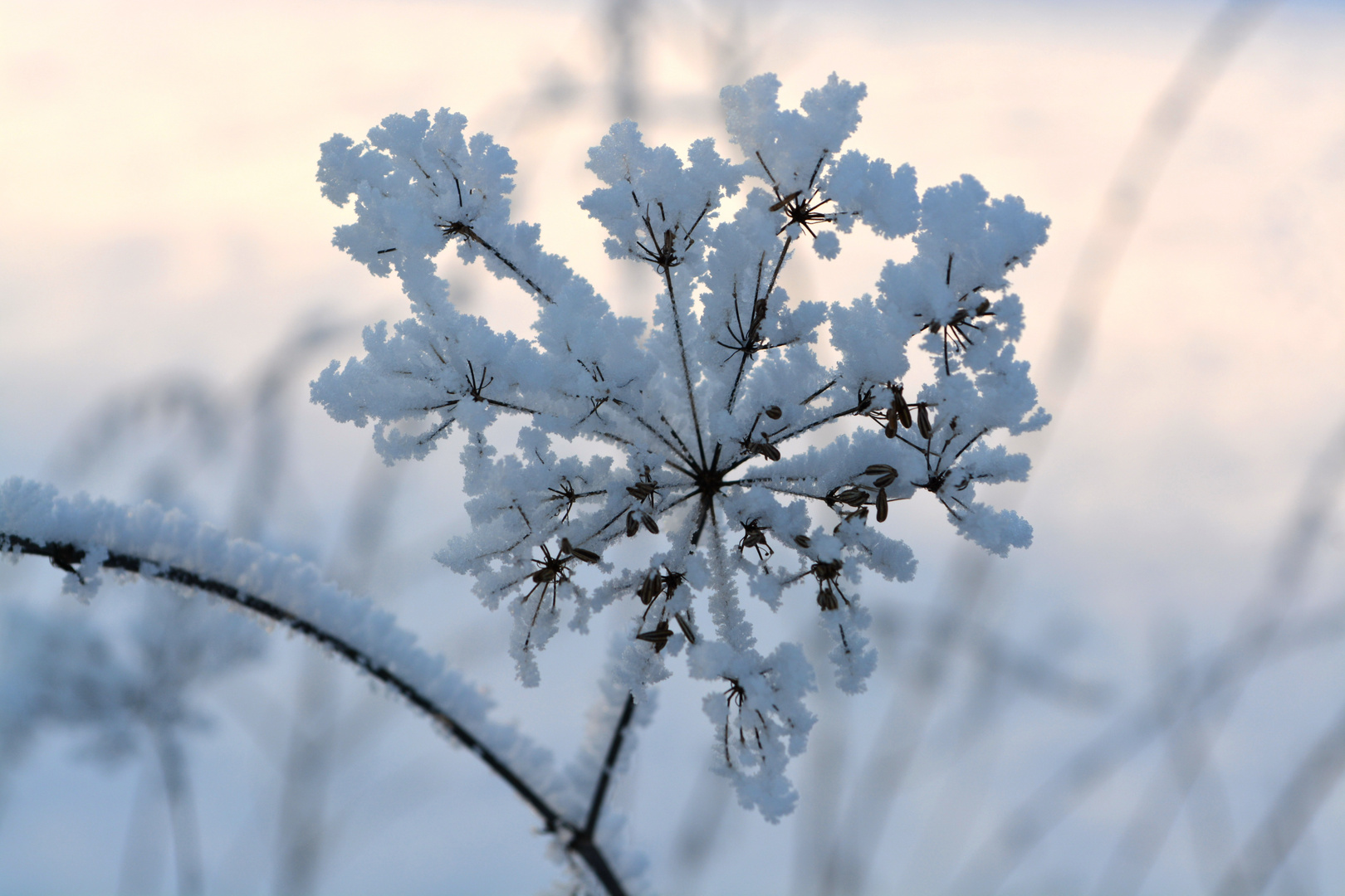  Eisblumen