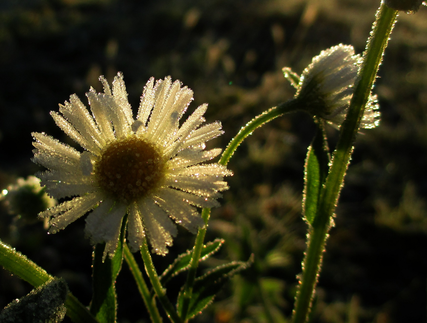 "Eisblumen", der erste richtige Frost 1