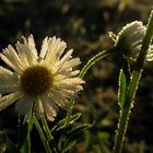 "Eisblumen", der erste richtige Frost 1