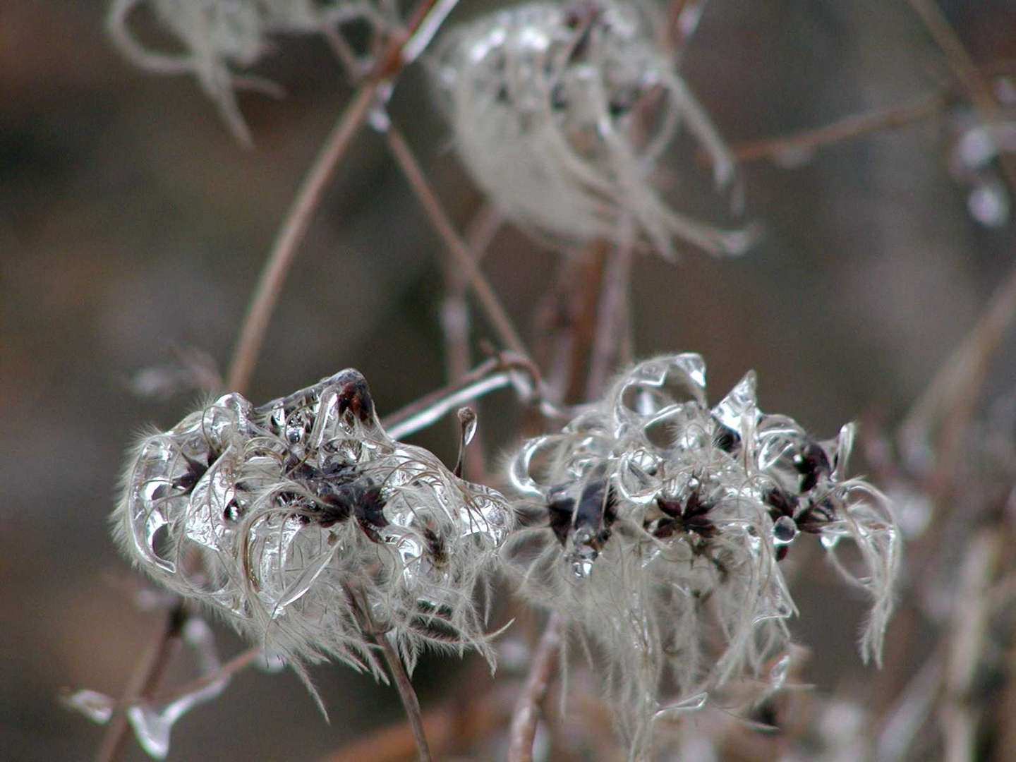 Eisblumen