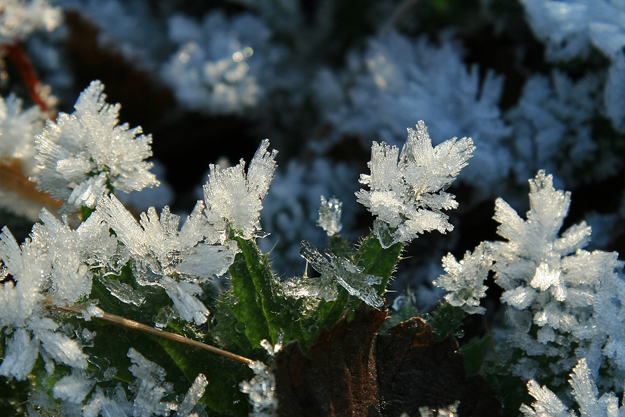 Eisblumen