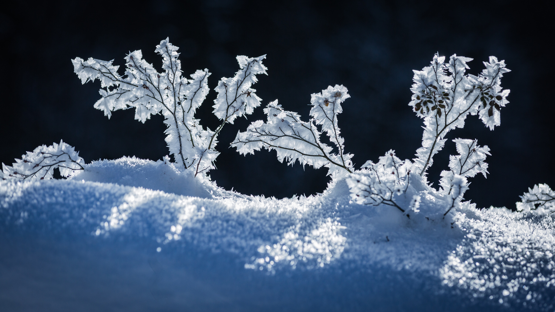 Eisblumen Foto & Bild jahreszeiten, winter, natur Bilder auf