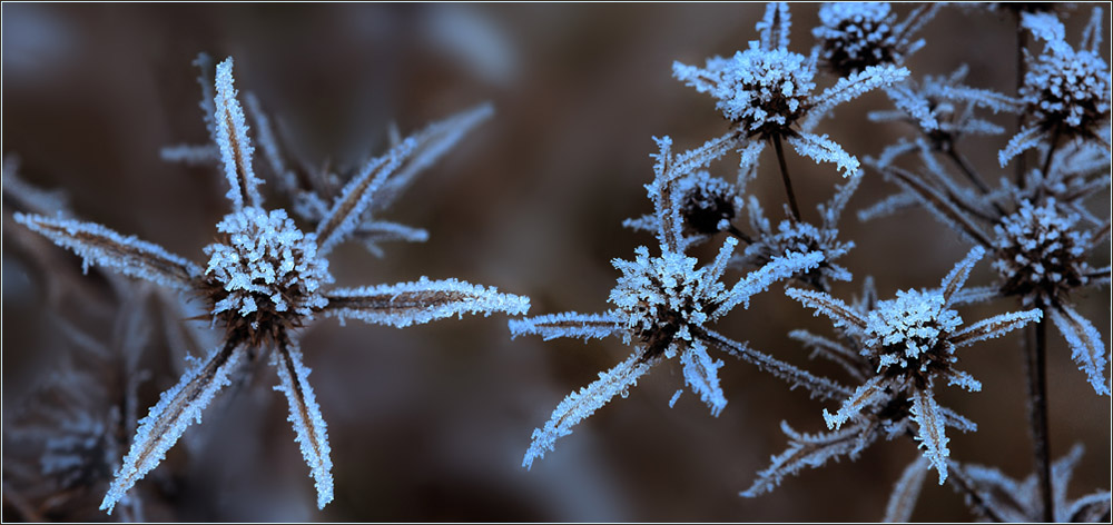 Eisblumen