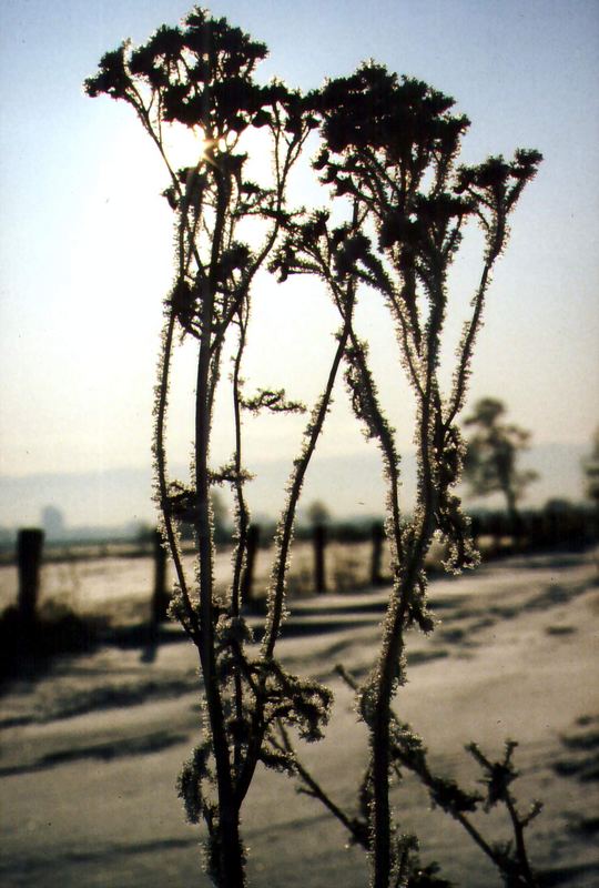 Eisblumen einmal anders...