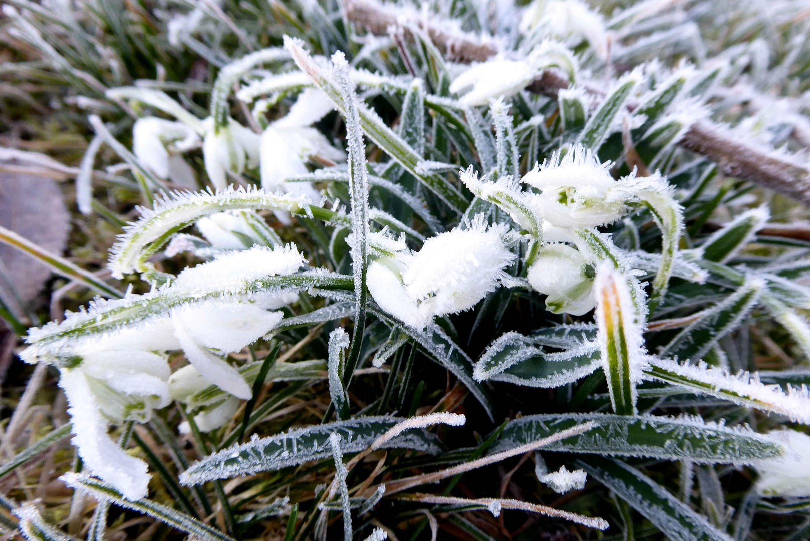 Eisblumen