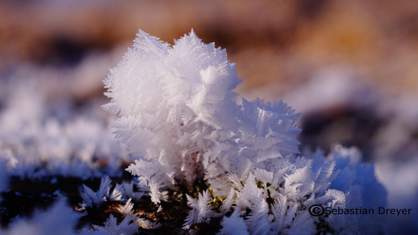 Eisblumen