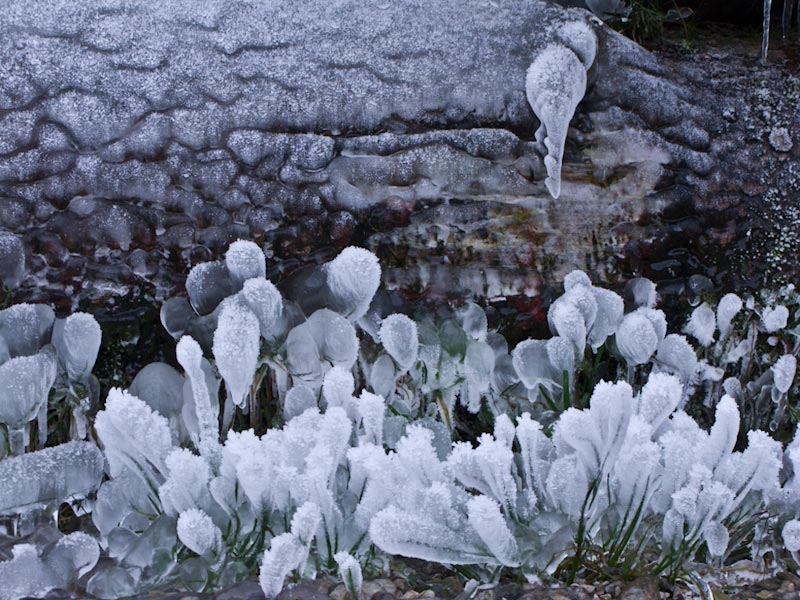 Eisblumen