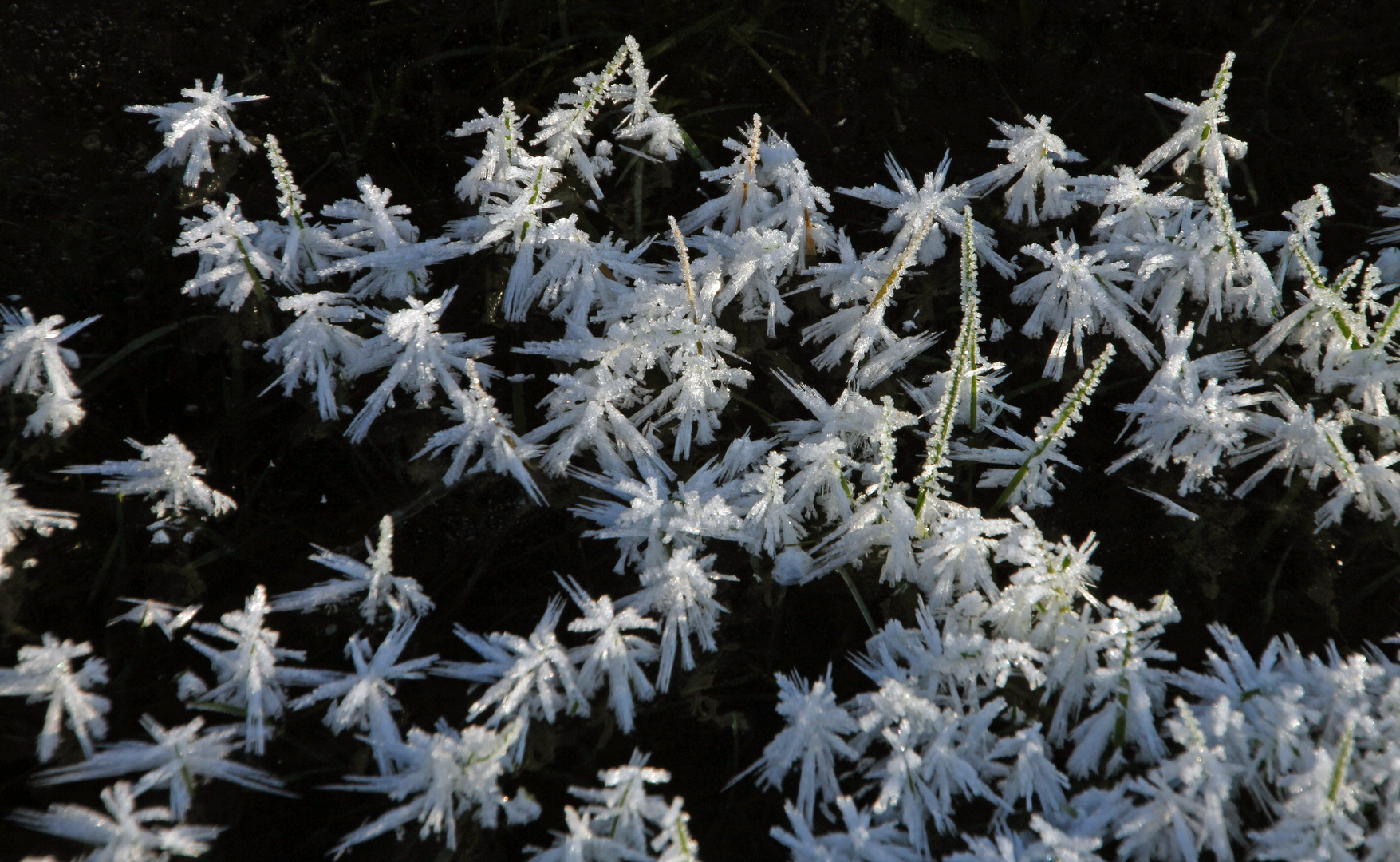 - Eisblumen -