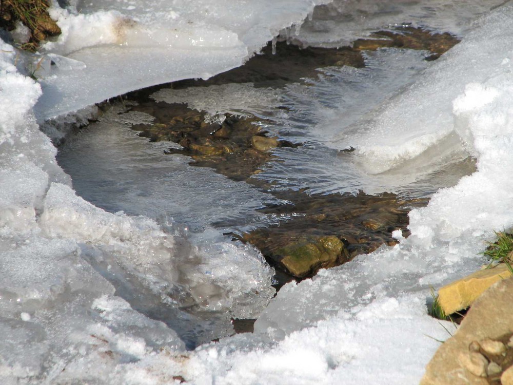 Eisblumen im Bachlauf