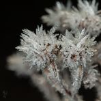 Eisblumen im doppelten Sinne