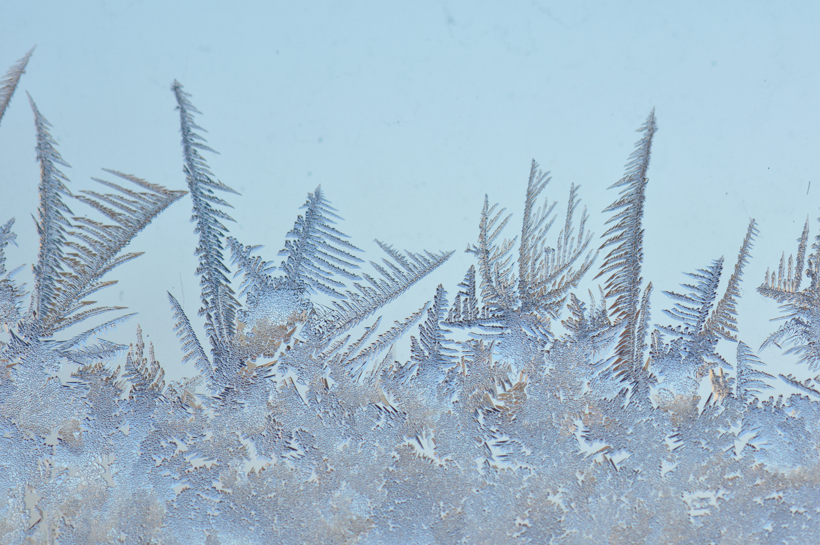 Eisblumen im Fenster