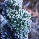 Eisblumen im Januar (Impressionen eines Januars 1)