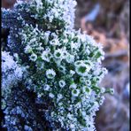 Eisblumen im Januar (Impressionen eines Januars 1)