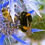 "Eisblumen" im Sommer 