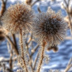 Eisblumen in HDR+TM